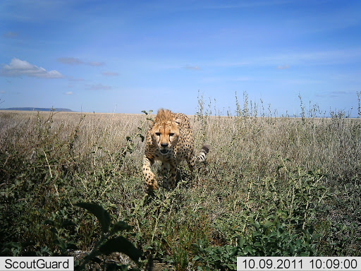 a cheetah approaches the camera trap