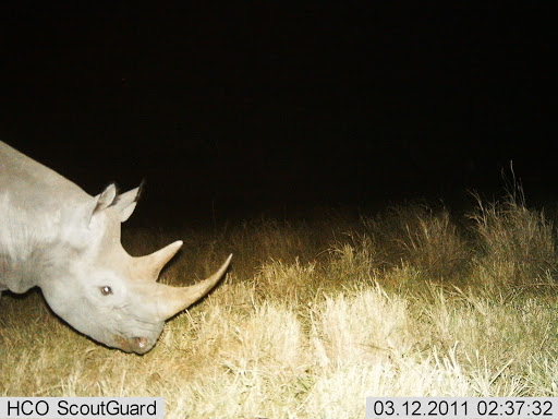 the white rhinoceros 