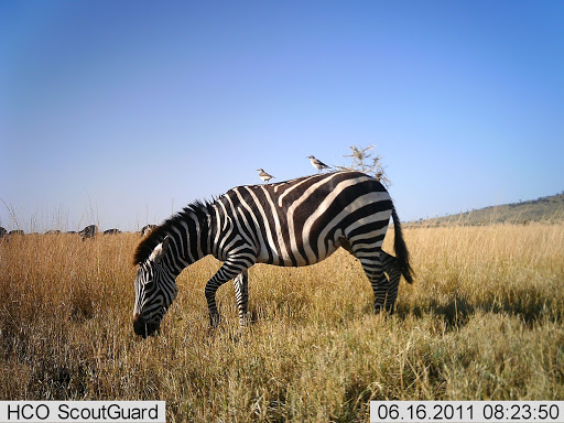 a zebra in the savannah. camera trap image