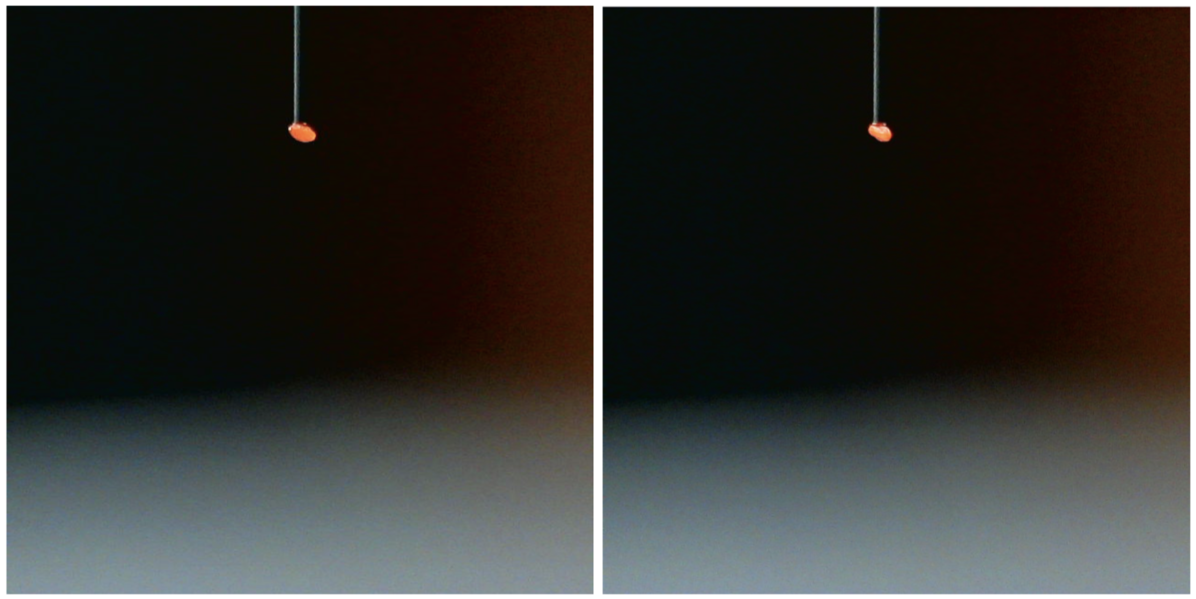 Image 2 - Pair of photos of a single seed (suspended on a pneumatic needle)