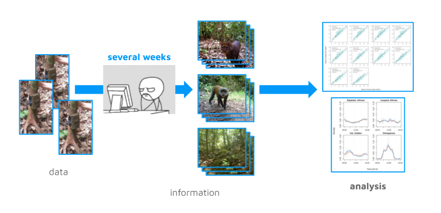 Simplified workflow for manual identification of camera trap imagery