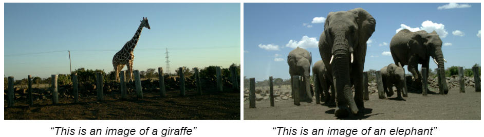 Comparison of a giraffe and elephant classification (Image credit: Ol Pejeta Conservancy).