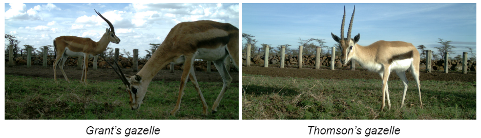 Comparison of Grant's gazelle and Thomson's gazelle (Image credit: Ol Pejeta Conservancy).