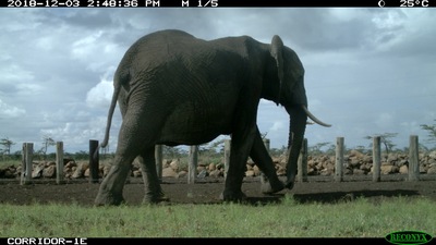 An image showing a migrating elephant (Image credit: Ol Pejeta Conservancy).