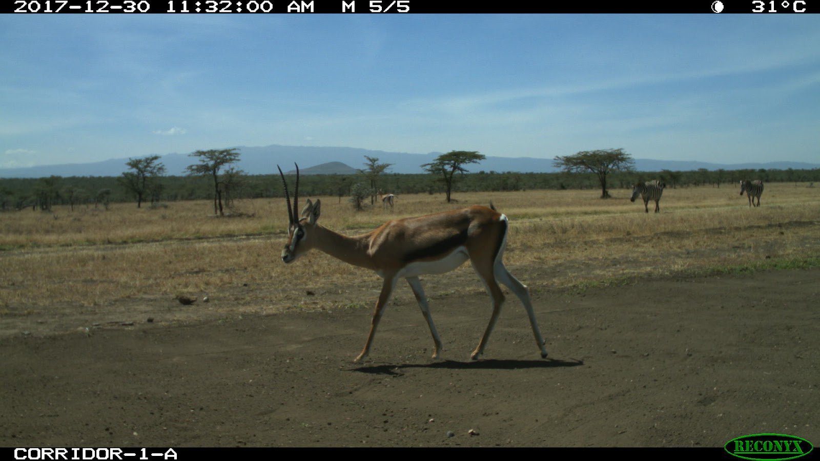 Grant’s gazelle (human label) with zebra in the background (Image credit: Ol Pejeta Conservancy).